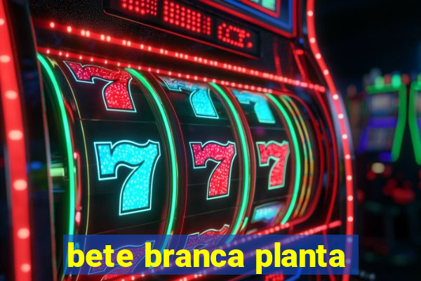 bete branca planta