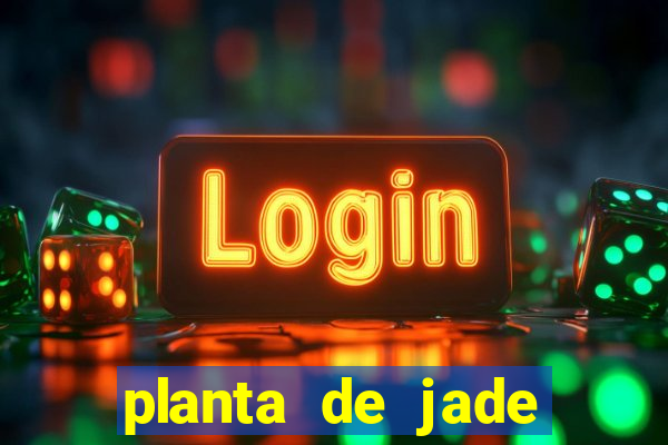 planta de jade significado espiritual